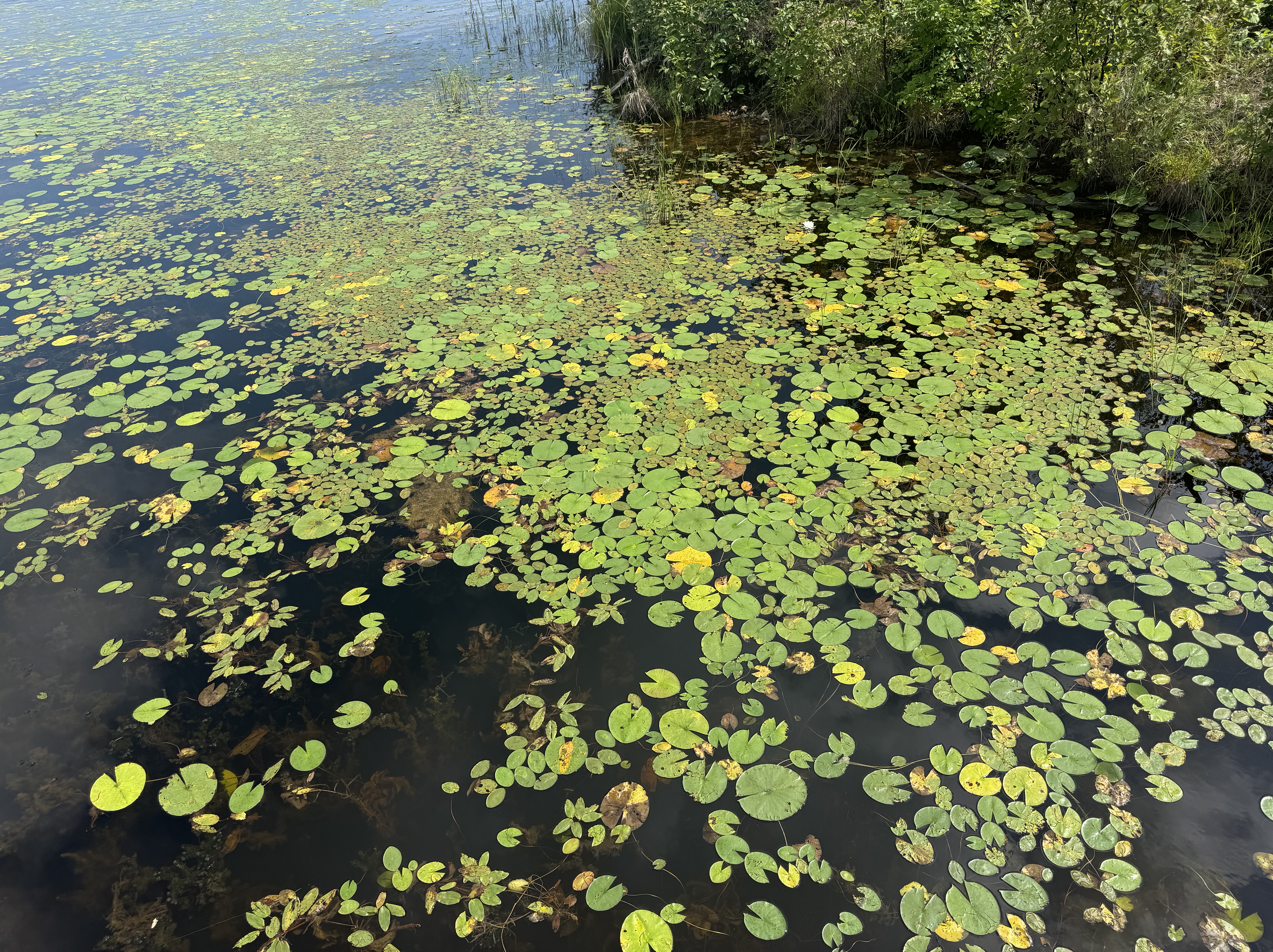 All Saints Sunday Ideas